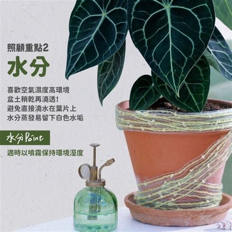 圓葉花燭風水|【懶人植物】圓葉花燭照顧3大重點：掌握日照、水分。